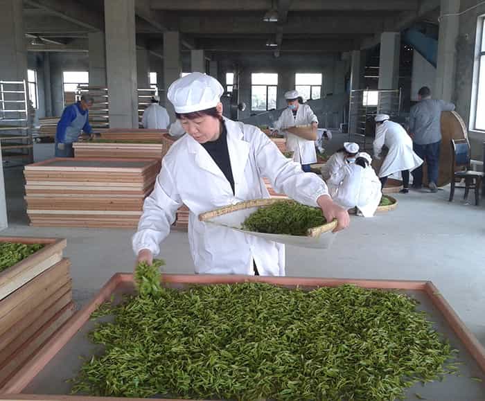 江蘇溧陽松嶺頭白茶介紹