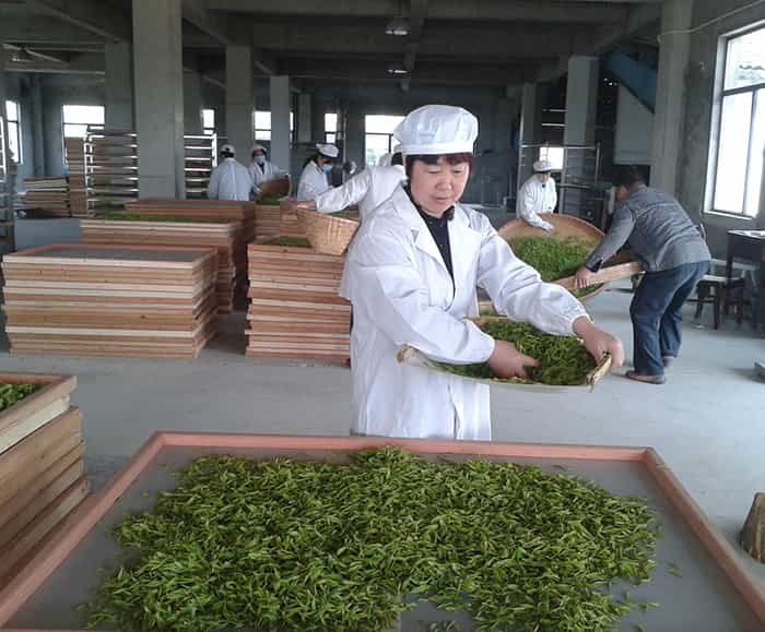 天目湖白茶禮盒價格哪個更劃算