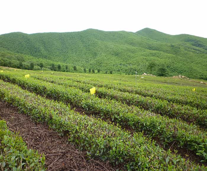 溧陽(yáng)天目湖白茶貴在哪兒？