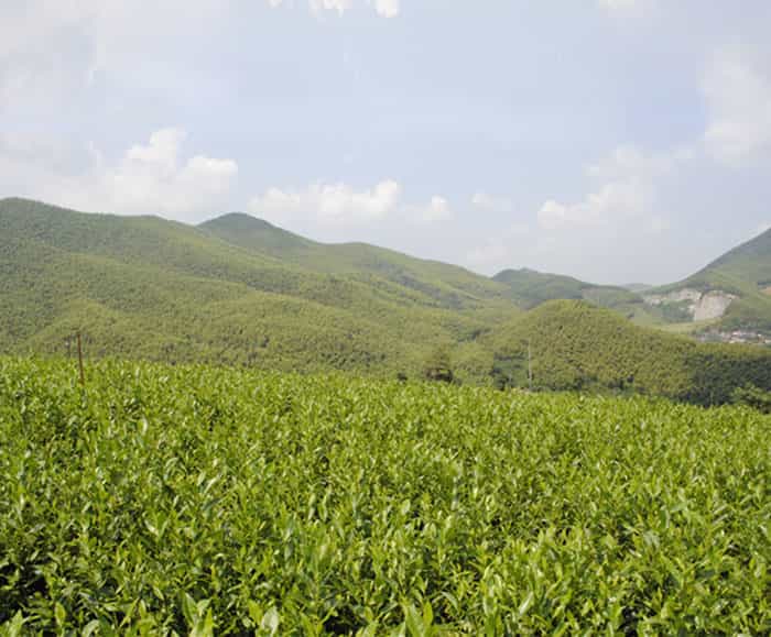 溧陽(yáng)白茶是啥茶？