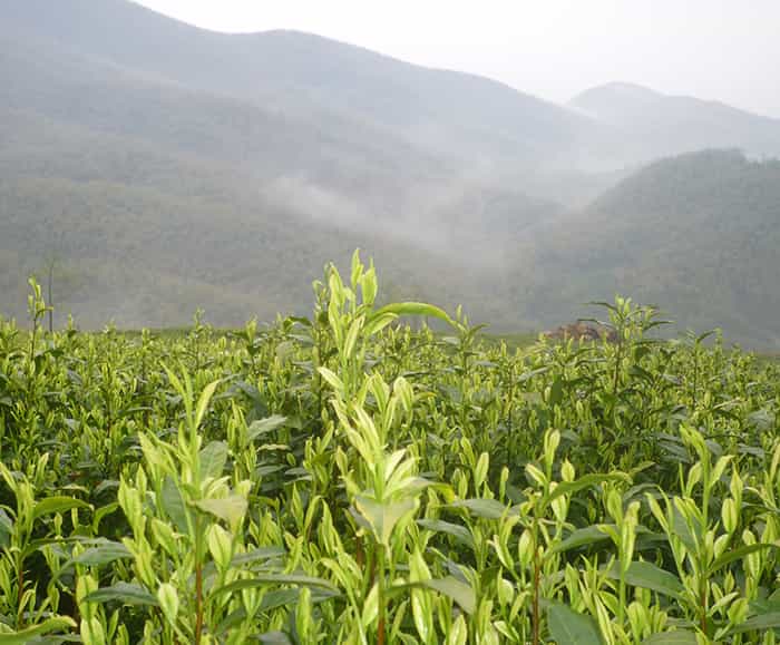 飲天目湖白茶的三流程：趣、神、味