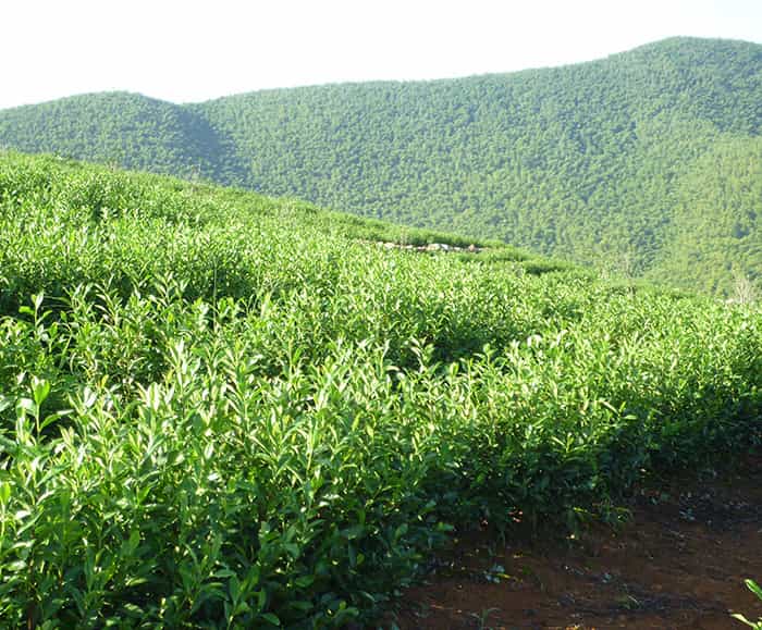 茶園風景