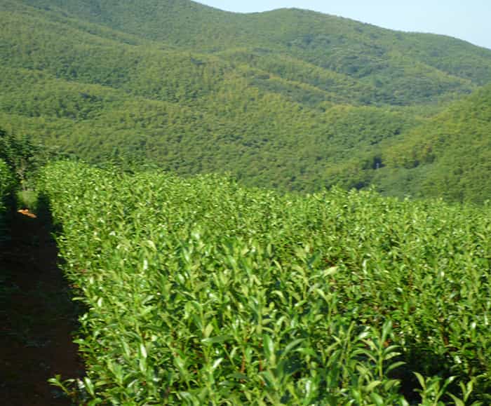 茶園風景