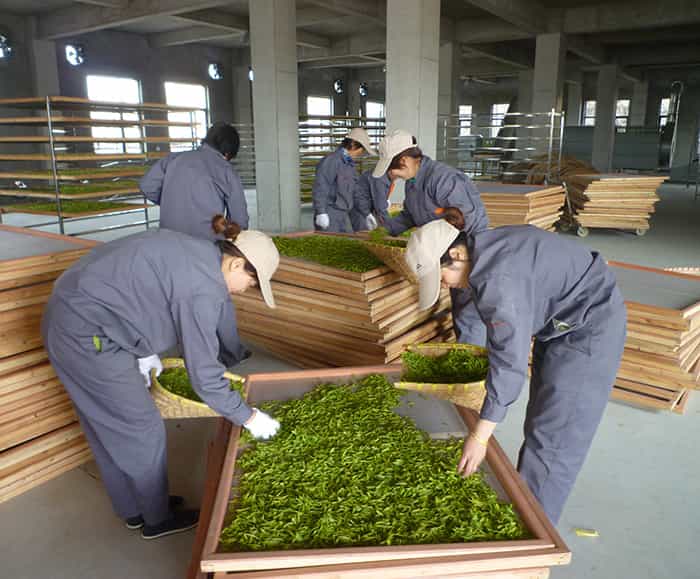 制茶車間現(xiàn)場